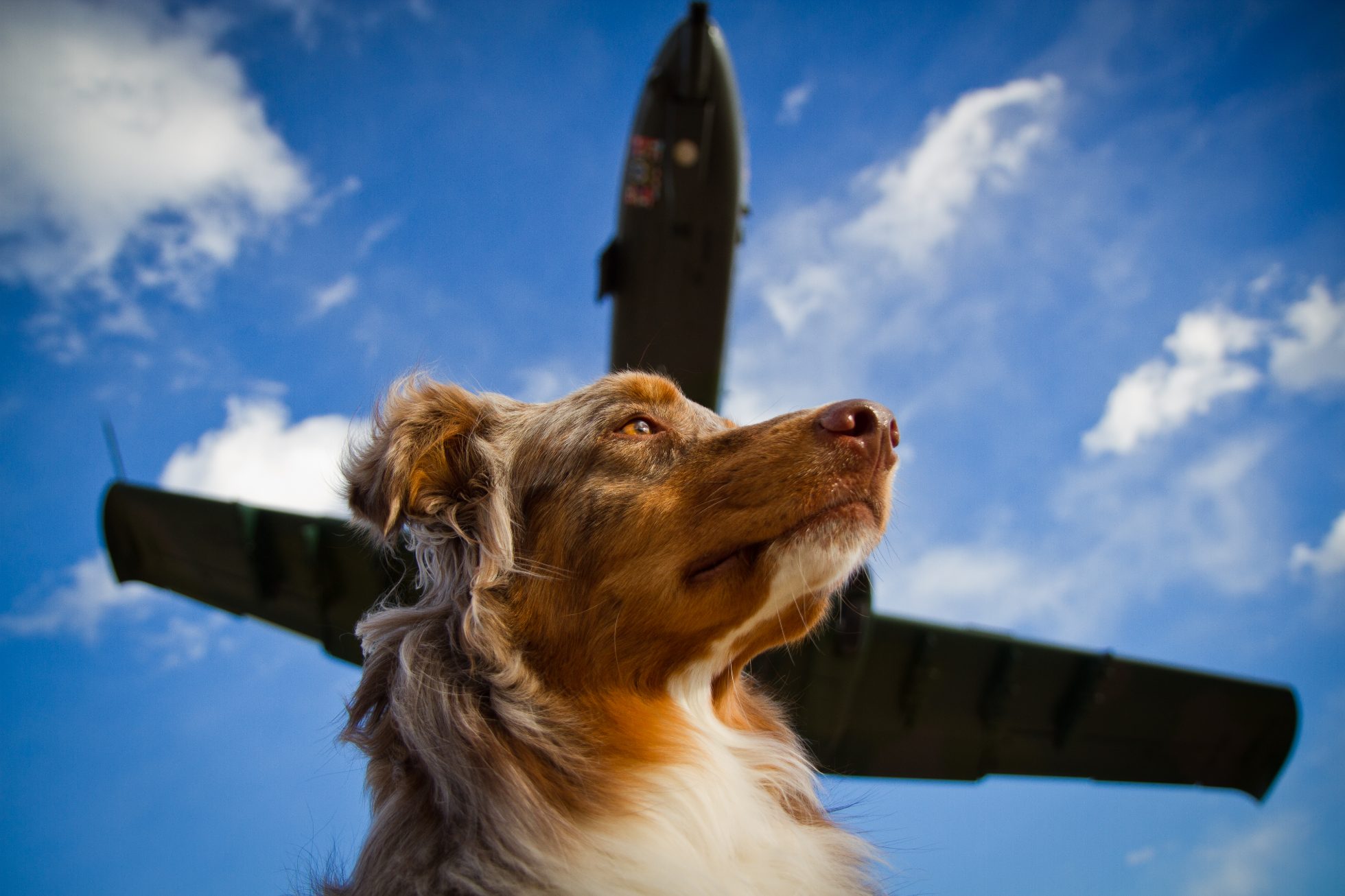 Pies rasy Border Collie patrzy w dal, a nad głową leci odrzutowiec.